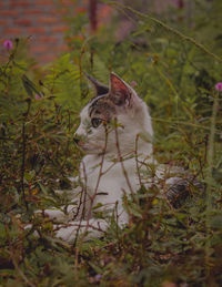 View of a cat on field