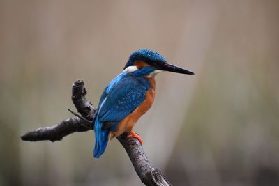 Bird perching on blue branch