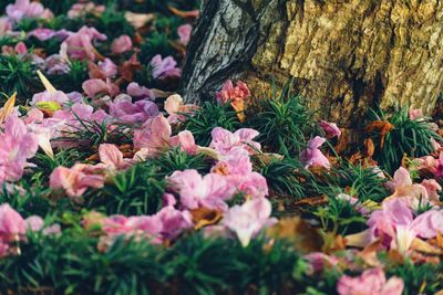 Close-up of pink flowering plants