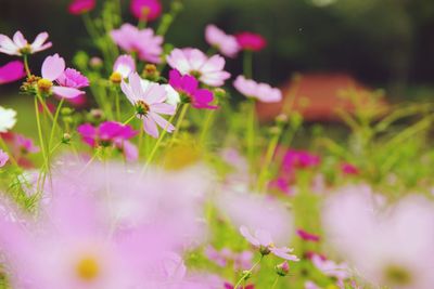 Close-up of pink flowering plants on field