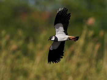 View of bird flying