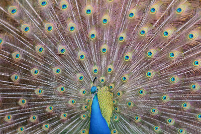 Extreme close-up of peacock