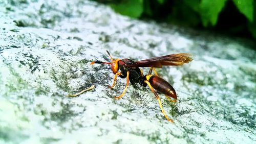 Close-up of insect on leaf