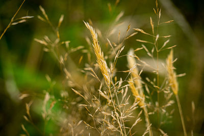 Close-up of stalks in field