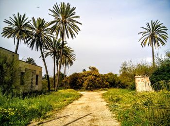 Empty footpath along trees