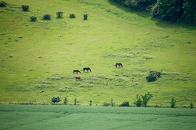 Horses grazing on grass field
