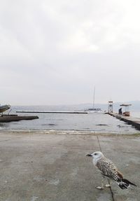 Birds perching on beach against sky