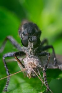 Close-up of spider on plant