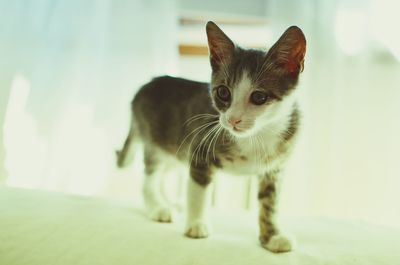 Close-up portrait of kitten