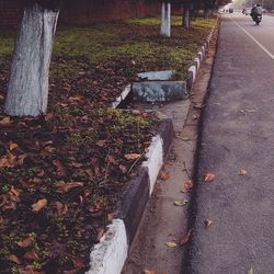 Road along trees