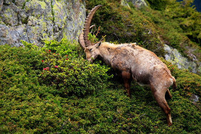 Side view of ibex grazing on mountain