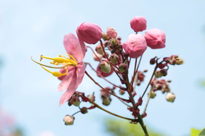 Low angle view of pink flowers blooming against sky