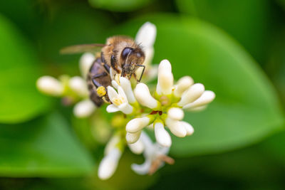 Close-up of insect on flower