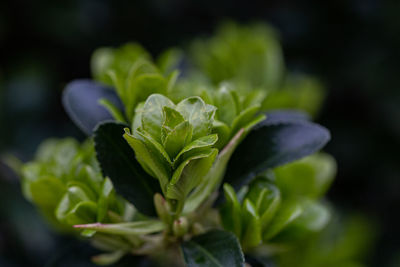 Close-up of green plant
