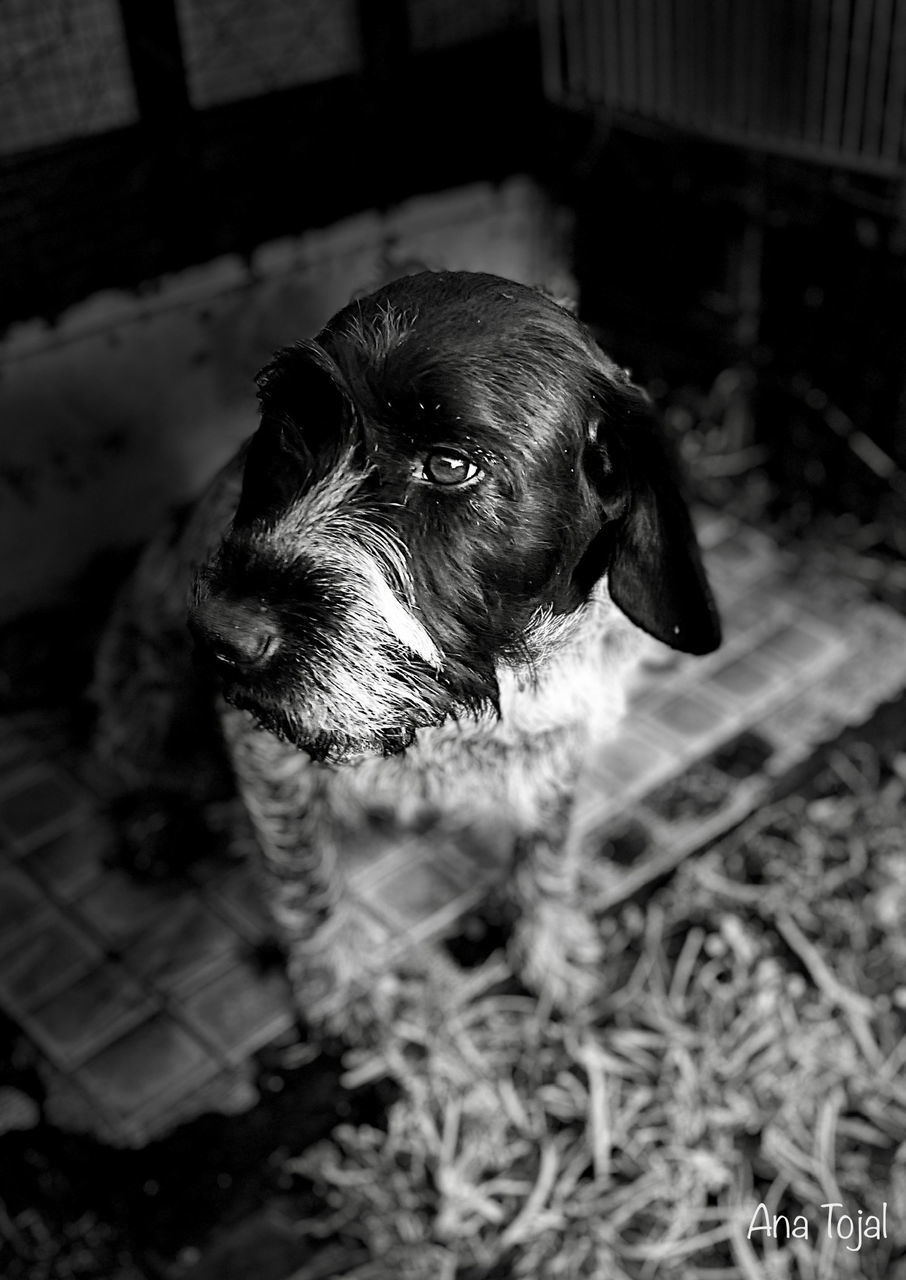 CLOSE-UP OF DOG LOOKING AWAY