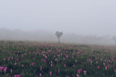 Purple flowering plants on field against sky during rainy season