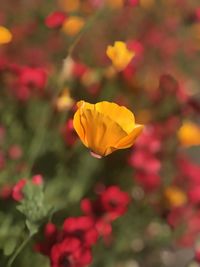 Close-up of yellow flowering plant