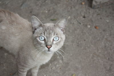 Close-up portrait of cat