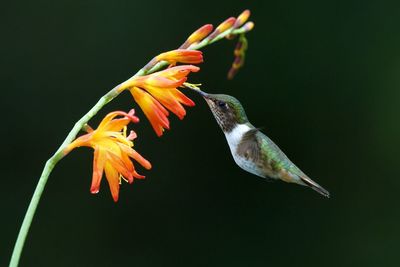 Close-up of bird flying against blurred background