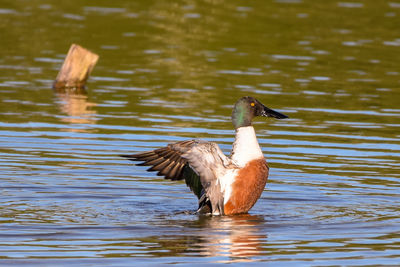 Bird flying over lake