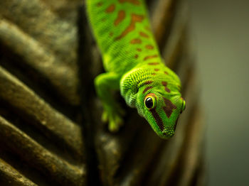 Close-up of green lizard