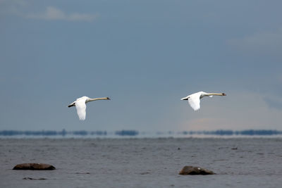 Seagulls flying over sea