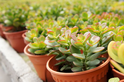 High angle view of potted plants