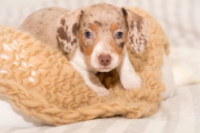 Close-up portrait of dog