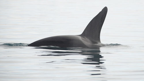 Killer whale swimming in sea