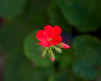 Close-up of pink flower blooming outdoors