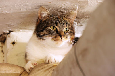 Close-up portrait of a cat