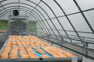 Sunlight falling in greenhouse