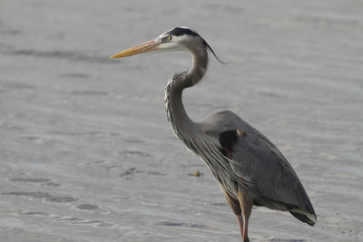 View of a bird on the beach