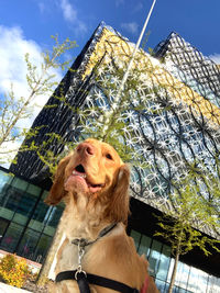 Portrait of dog looking away against sky