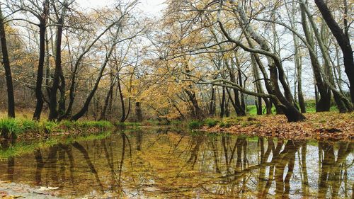 Reflection of trees in lake