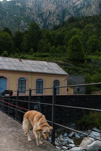 View of a horse in a building