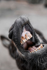 Close-up portrait of man outdoors