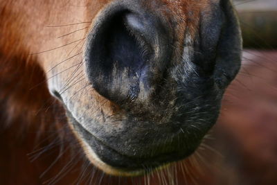 Close-up of dog