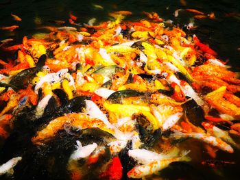 Fish in sea