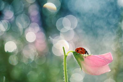 Close-up of insect on flower