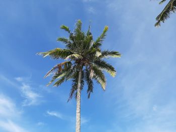 Low angle view of coconut palm tree against sky