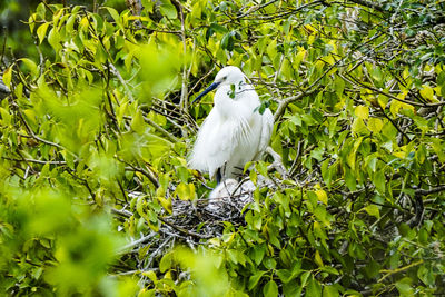 Bird perching on tree