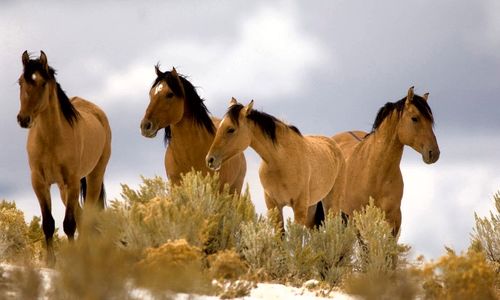 Panoramic view of horses against sky