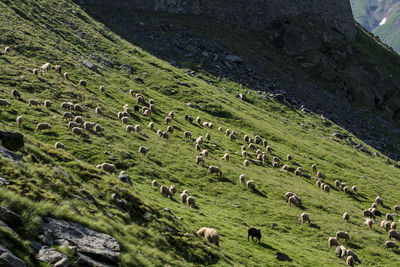 High angle view of sheep grazing on field against sky