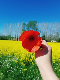 Cropped image of person holding red flower on field