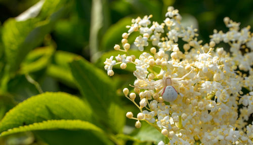 Close-up of white flowering plant