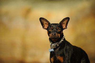 Portrait of miniature pinscher