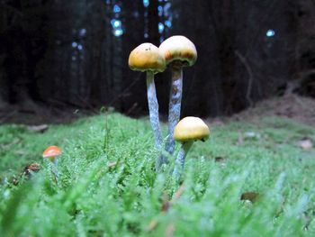 Close-up of mushroom growing on tree trunk