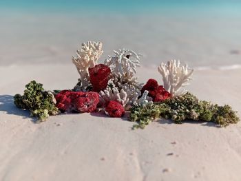 Close-up of flowering plant on sand at beach