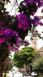 Purple flowering plants and trees by building in city